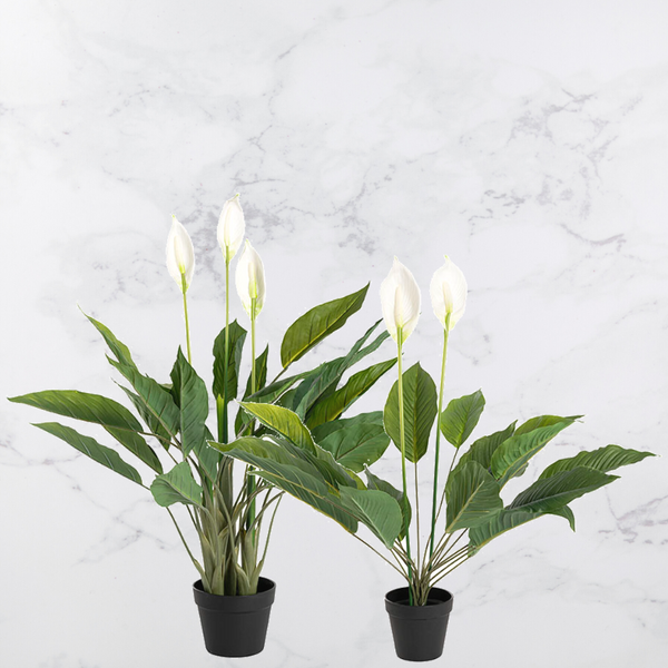 White Lily Spathiphyllum Potted Plant 76 or 96cm - Hire