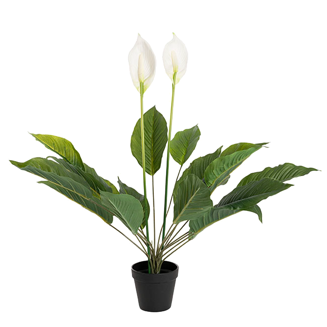 White Lily Spathiphyllum Potted Plant 76 or 96cm - Hire
