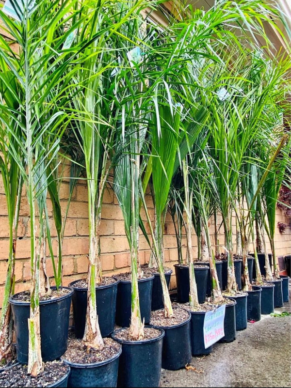 Real Cocos Palm Tree Plant Hire