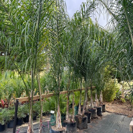 Real Cocos Palm Tree Plant Hire