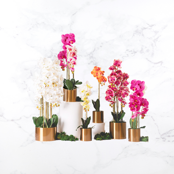 Premium Orchid Artificial Plants - Hire